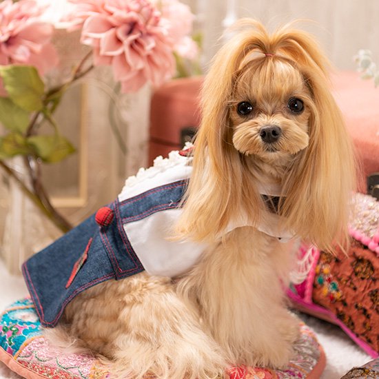ルルドール chikata サスペンダースカート 【 Luludoll 犬グッズ