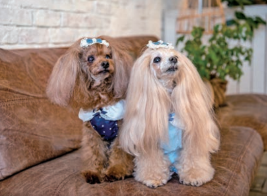 グラマーイズム Glamourisum ボニー Bonny 【犬服 犬グッズ
