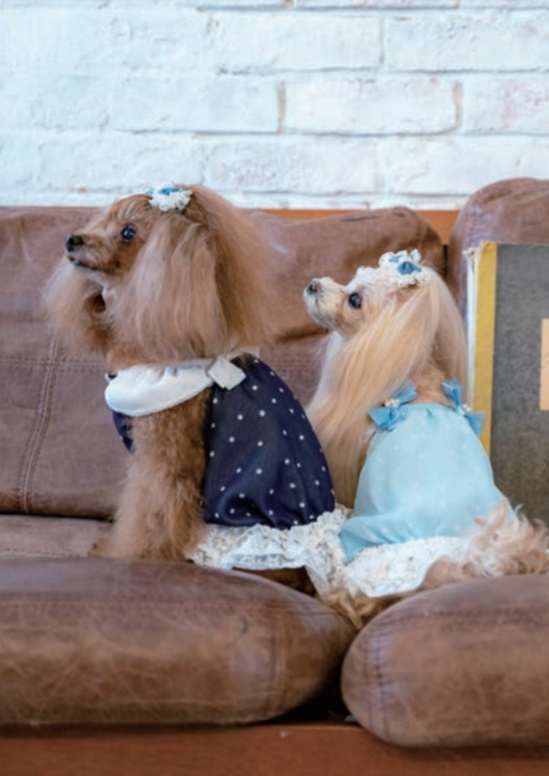 グラマーイズム Glamourisum ボニー Bonny 【犬服 犬グッズ
