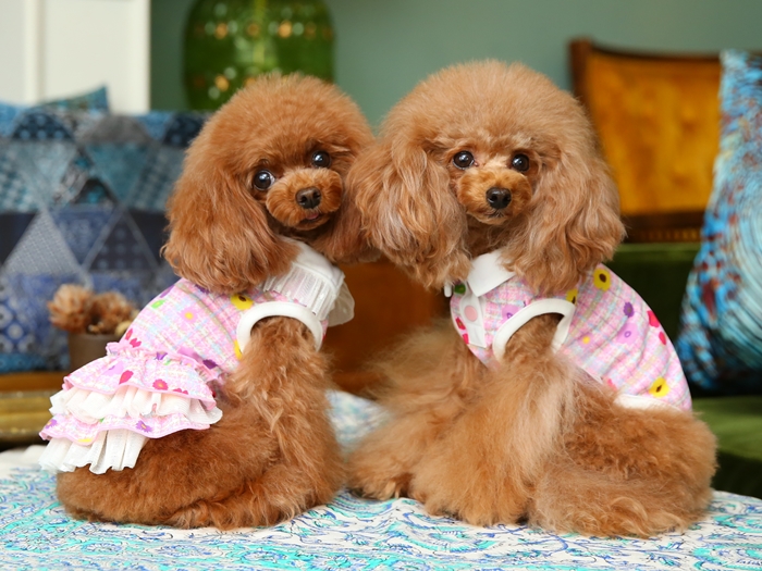 ゴッドピバ GodPiva COOL フラワー ツイード ワンピース 【犬服