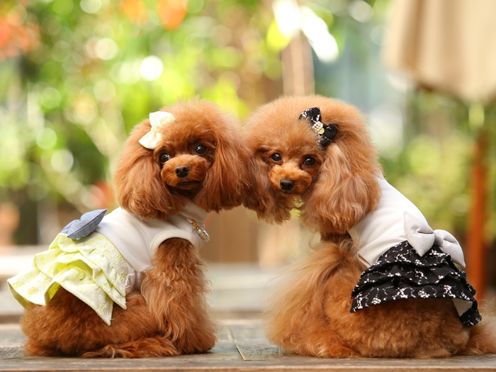 godpiva ゴットピバ　ワンピース COOLキャンディPOPワンピース - GODPIVA（ゴッドピバ）： 犬のお