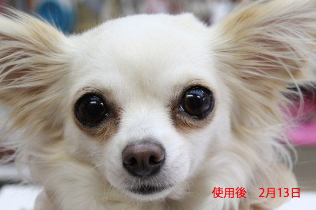 ポチタマの ぱっちり 涙やけクリーナー 【 犬グッズ チヨペット 涙やけ 汚れ 臭い 赤い 】